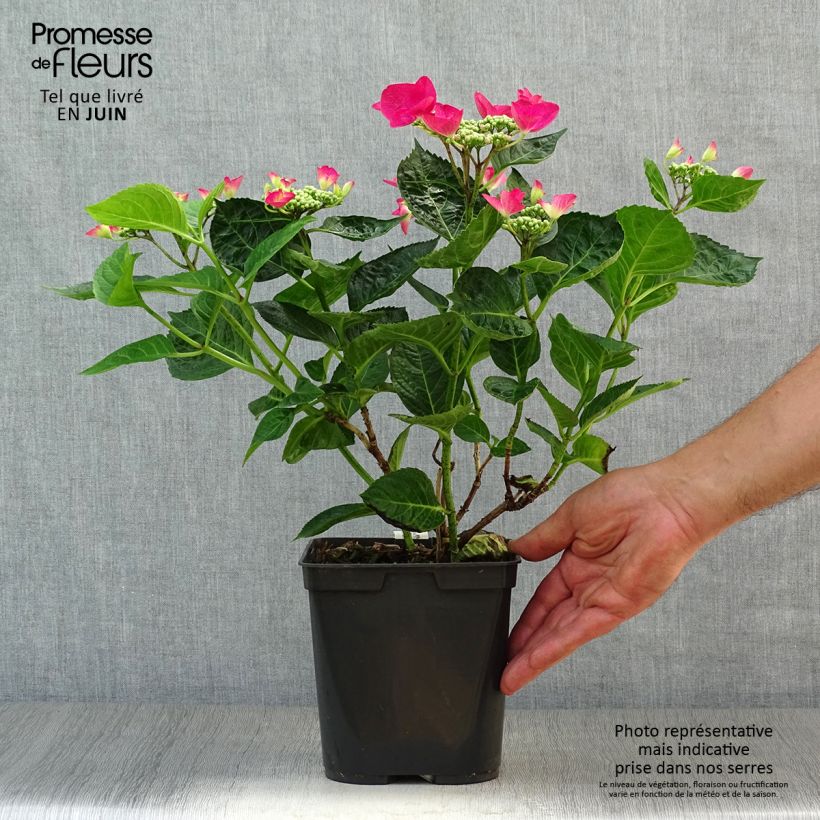 Spécimen de Hortensia - Hydrangea macrophylla Rotschwanz  tel que livré en été