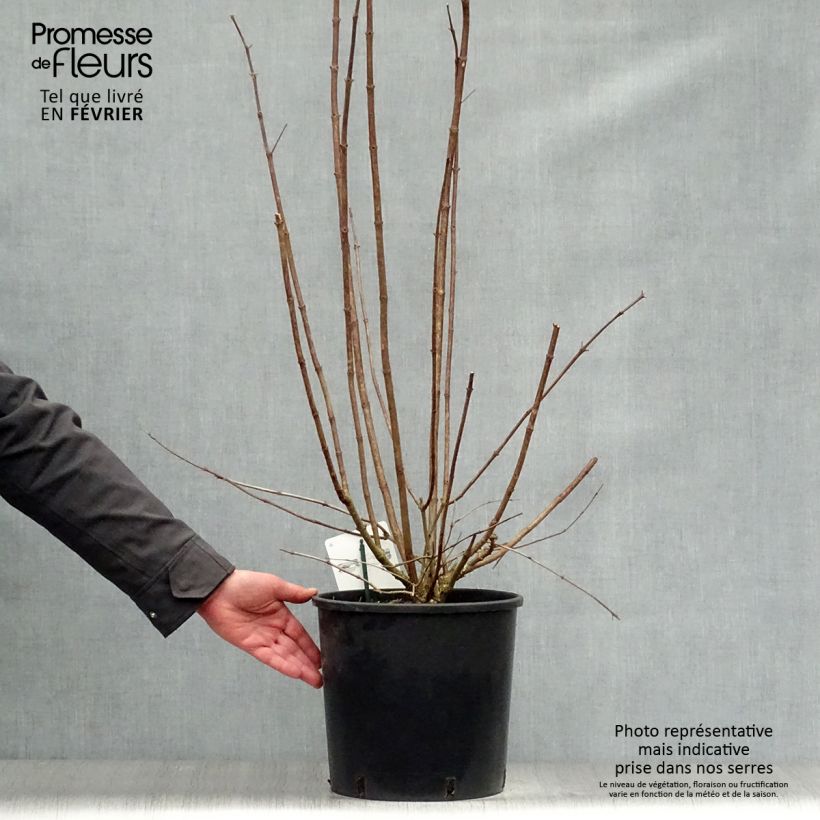 Spécimen de Hydrangea paniculata Kyushu - Hortensia paniculé tel que livré en hiver