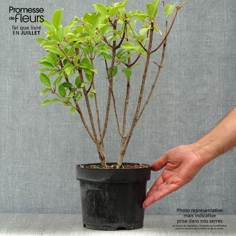 Spécimen de Hydrangea paniculata Kyushu - Hortensia paniculé tel que livré en été