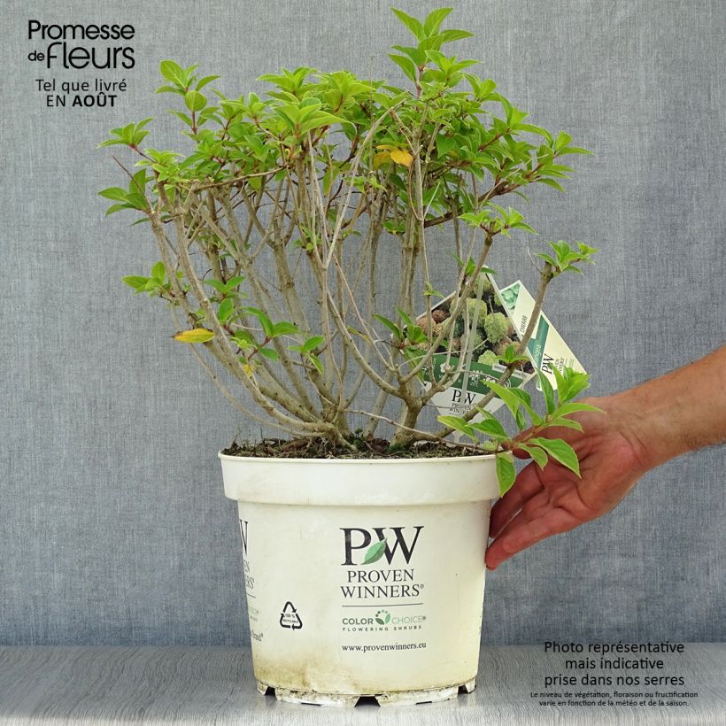 Spécimen de Hydrangea paniculata Little Lime - Hortensia paniculé tel que livré en été