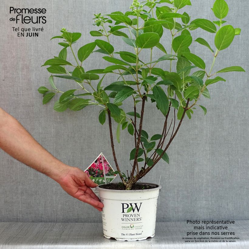 Spécimen de Hydrangea paniculata Little Quick Fire - Hortensia paniculé tel que livré en été