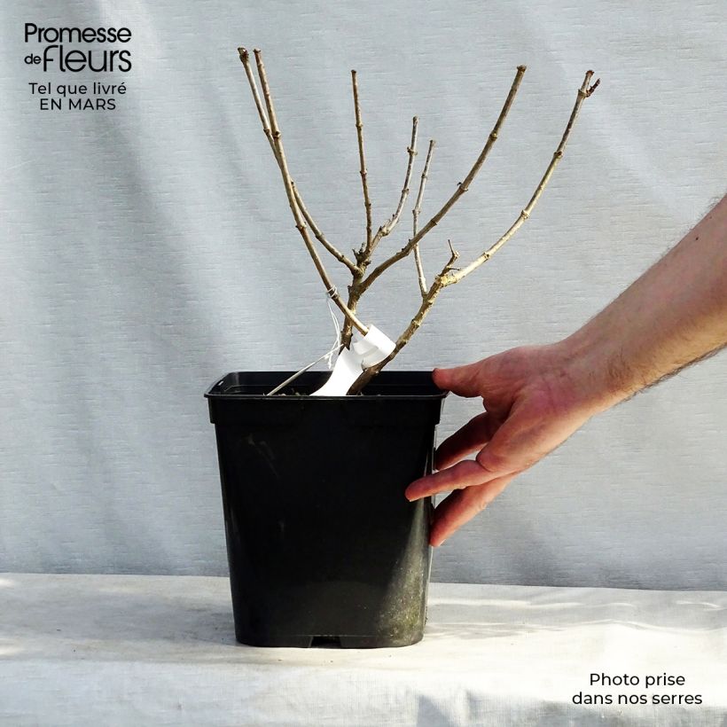 Spécimen de Hydrangea paniculata Magical Vesuvio - Hortensia paniculé tel que livré en hiver