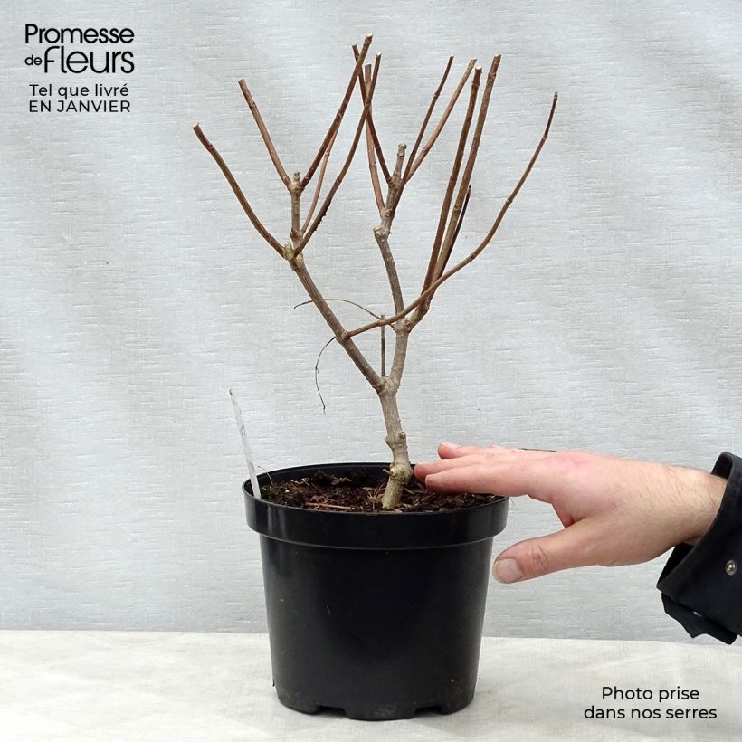 Spécimen de Hortensia - Hydrangea paniculata Phantom en pot de 3L tel que livré en hiver