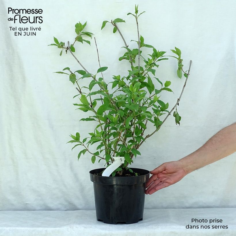 Spécimen de Hydrangea paniculata Phantom - Hortensia paniculé tel que livré en été