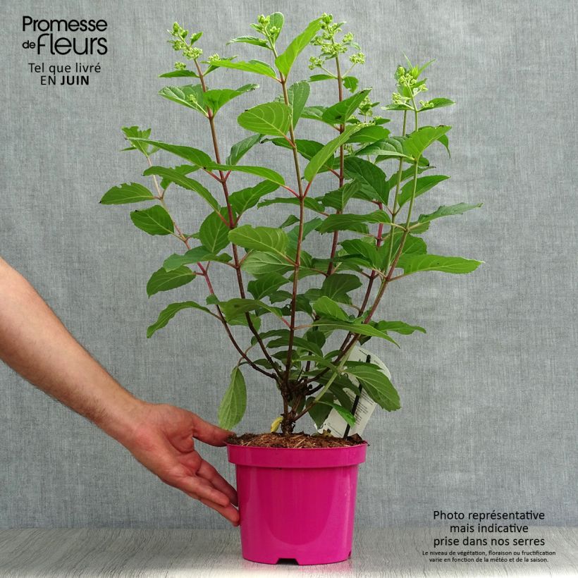 Spécimen de Hydrangea paniculata Pinky Winky - Hortensia paniculé tel que livré en été