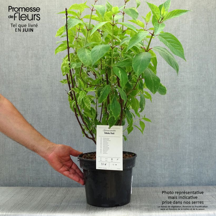 Spécimen de Hydrangea paniculata Shikoku Flash - Hortensia paniculé tel que livré en été
