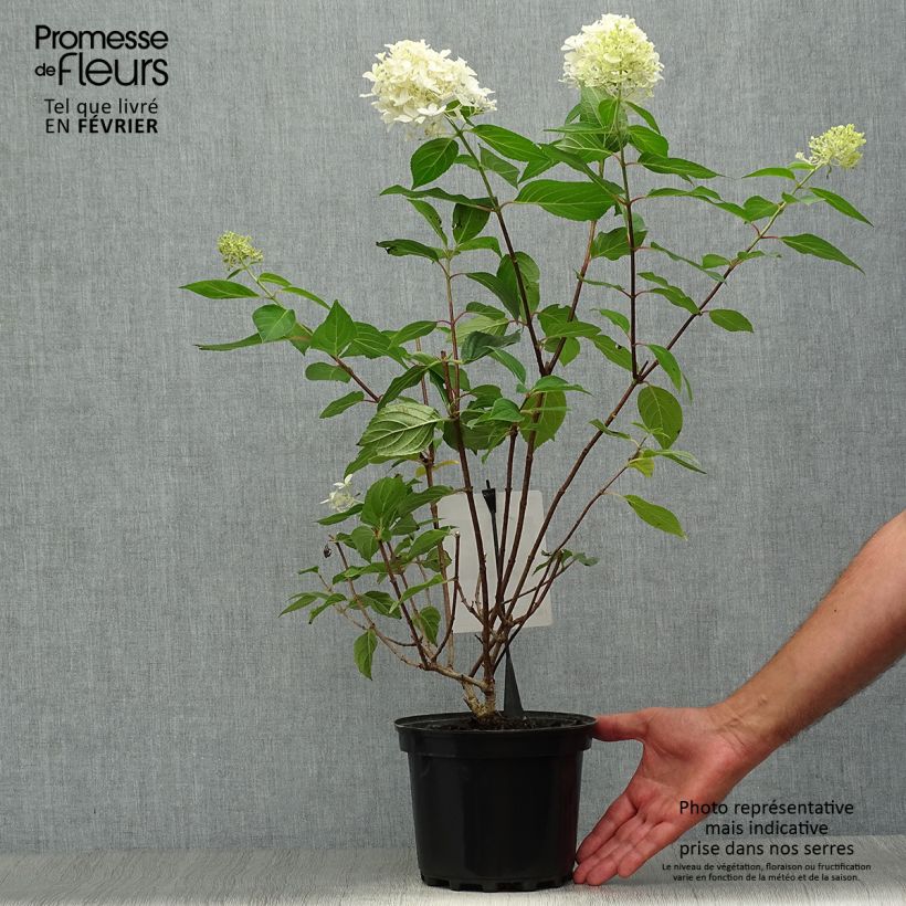 Spécimen de Hortensia - Hydrangea paniculata Silver Dollar en pot de 3,5L tel que livré en automne