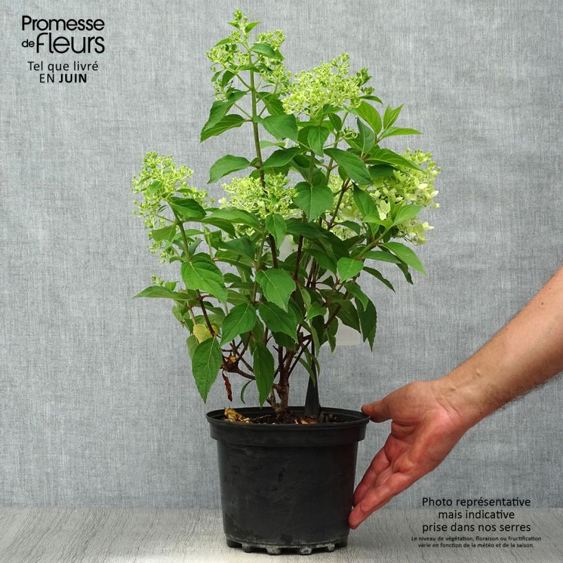 Spécimen de Hydrangea paniculata Silver Dollar - Hortensia paniculé tel que livré en été