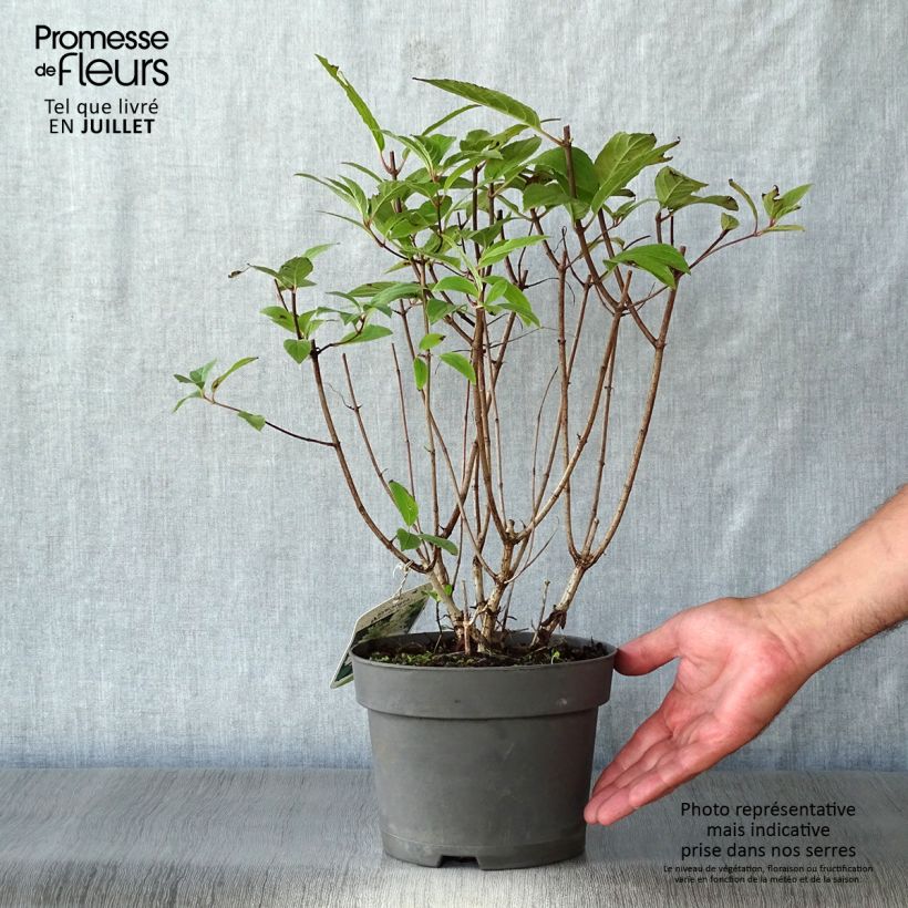 Spécimen de Hydrangea paniculata Unique - Hortensia paniculé tel que livré en été