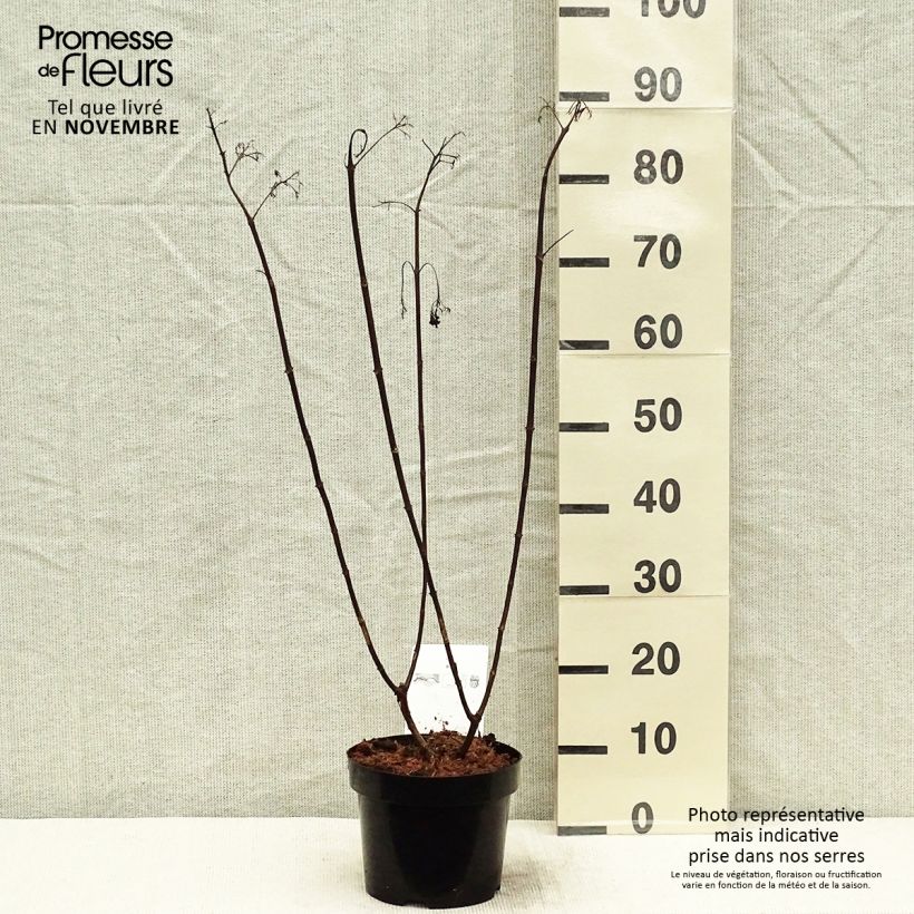 Spécimen de Hydrangea paniculata Vanille Fraise - Hortensia paniculé tel que livré en automne