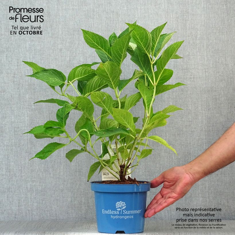 Spécimen de Hortensia - Hydrangea paniculata Wim's Red Pot de 3L/4L tel que livré en automne