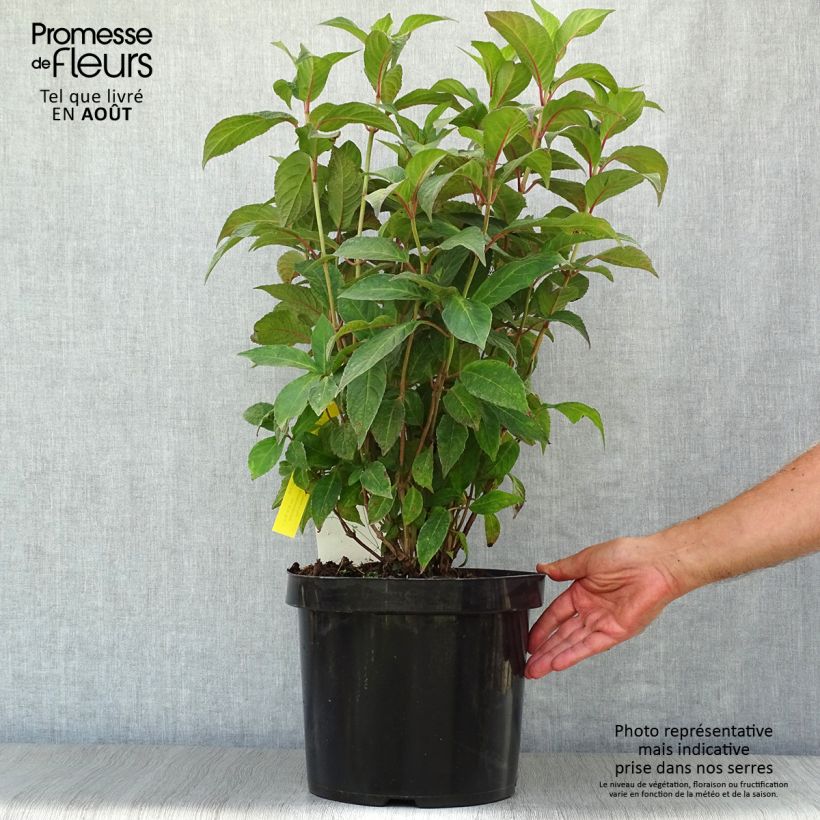 Spécimen de Hortensia - Hydrangea serrata Avelroz tel que livré en été