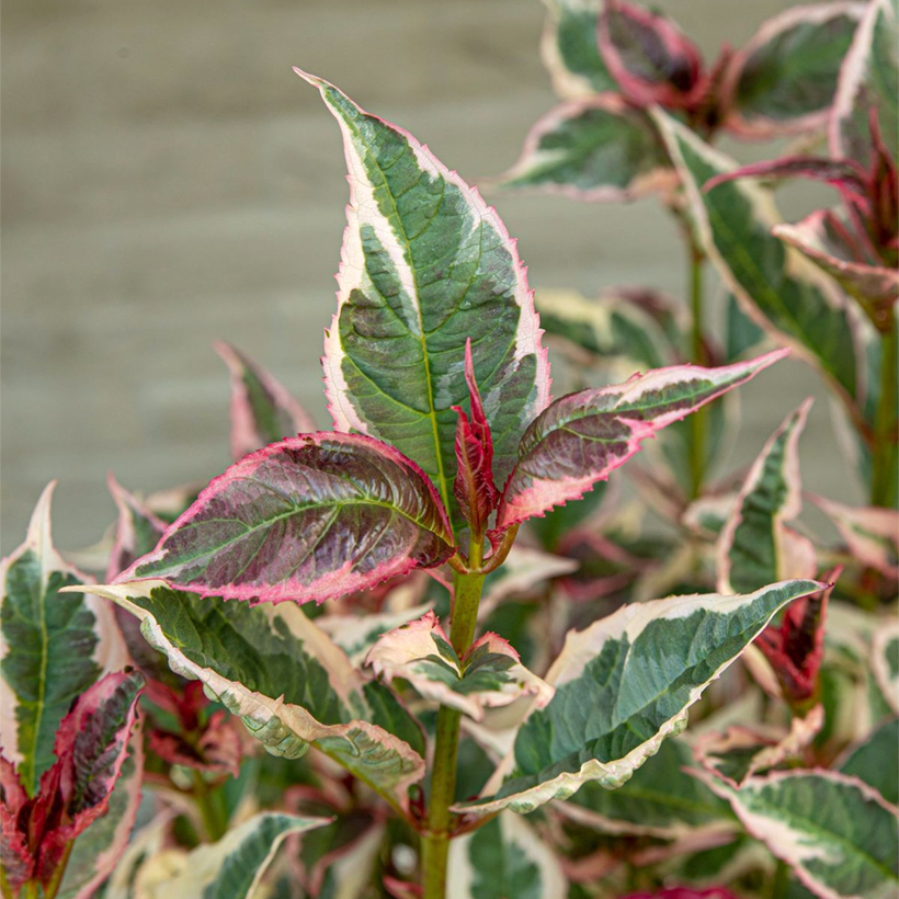 Hortensia - Hydrangea serrata Euphoria Pink (Feuillage)