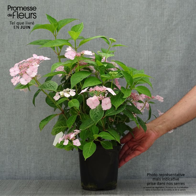 Spécimen de Hortensia - Hydrangea serrata Klaveren tel que livré en été