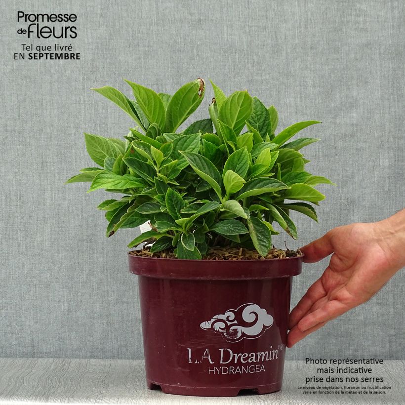 Spécimen de Hortensia - Hydrangea macrophylla L.A Dreamin tel que livré en automne