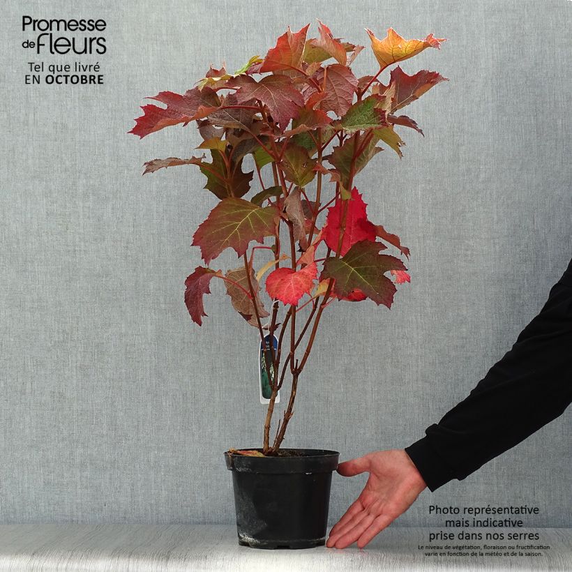 Spécimen de Hydrangea quercifolia - Hortensia à feuilles de chêne tel que livré en automne