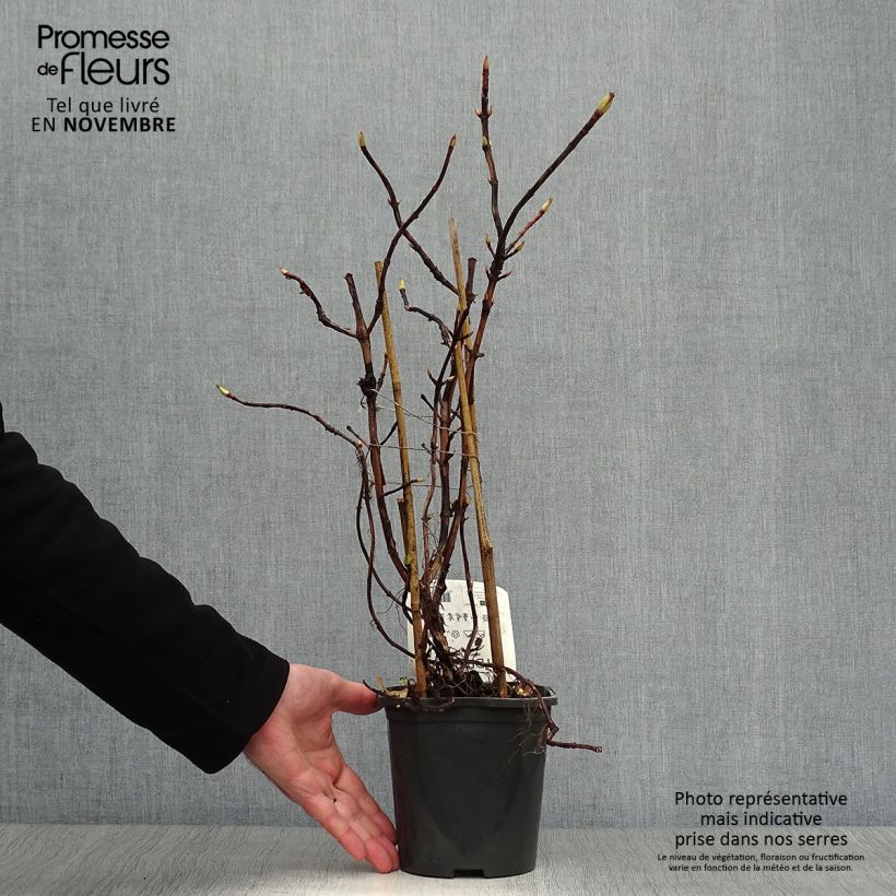 Spécimen de Hortensia grimpant - Hydrangea petiolaris tel que livré en automne