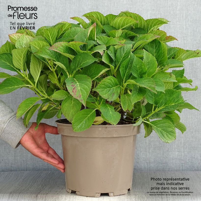 Spécimen de Hortensia macrophylla Eughen Hahn en pot de 7,5l/10l tel que livré en automne