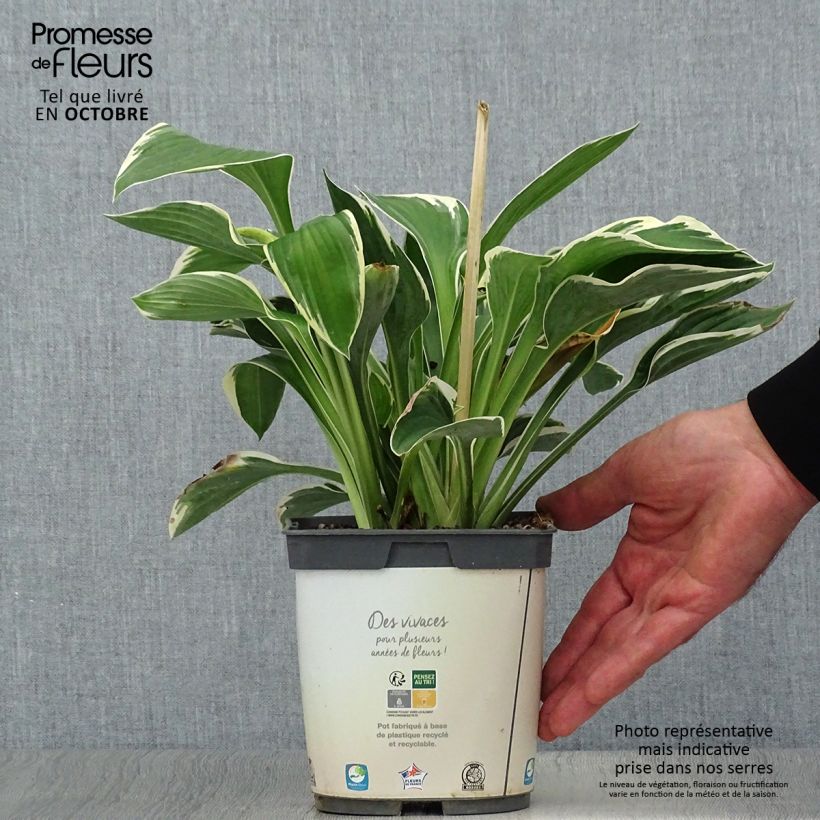 Spécimen de Hosta Francee en pot de 3L tel que livré en automne