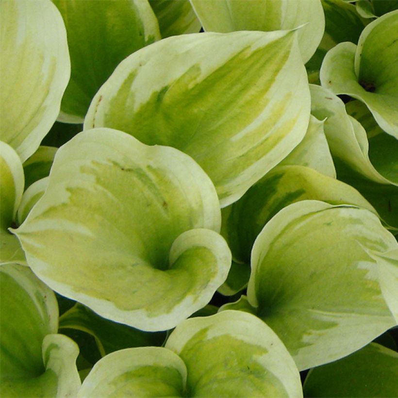 Hosta Liberty (Feuillage)