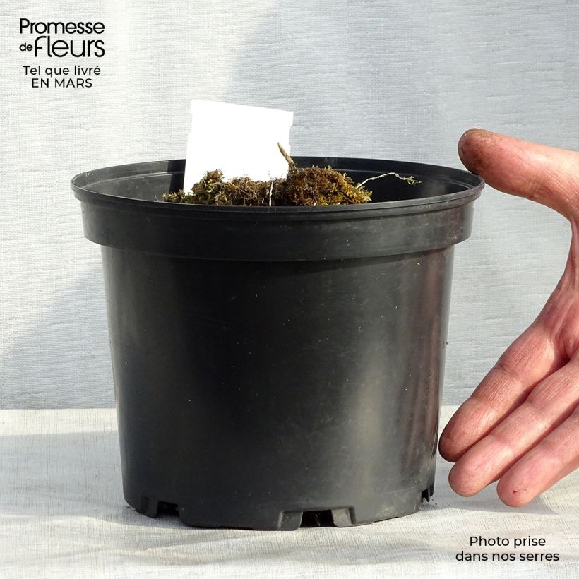 Spécimen de Hosta Mama Mia Pot de 2L/3L tel que livré en hiver