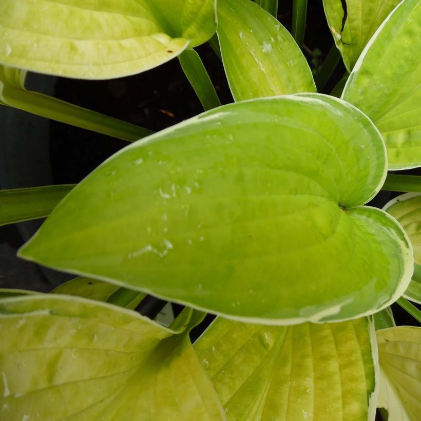 Hosta Moonlight (Feuillage)