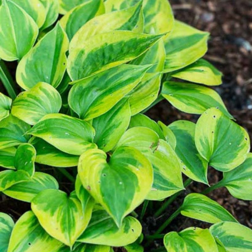 Hosta Radiant Edger (Feuillage)