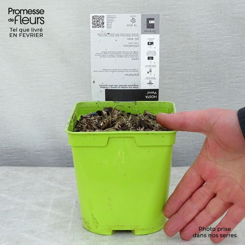 Spécimen de Hosta fortunei Patriot en pot de 2L/3L tel que livré en hiver