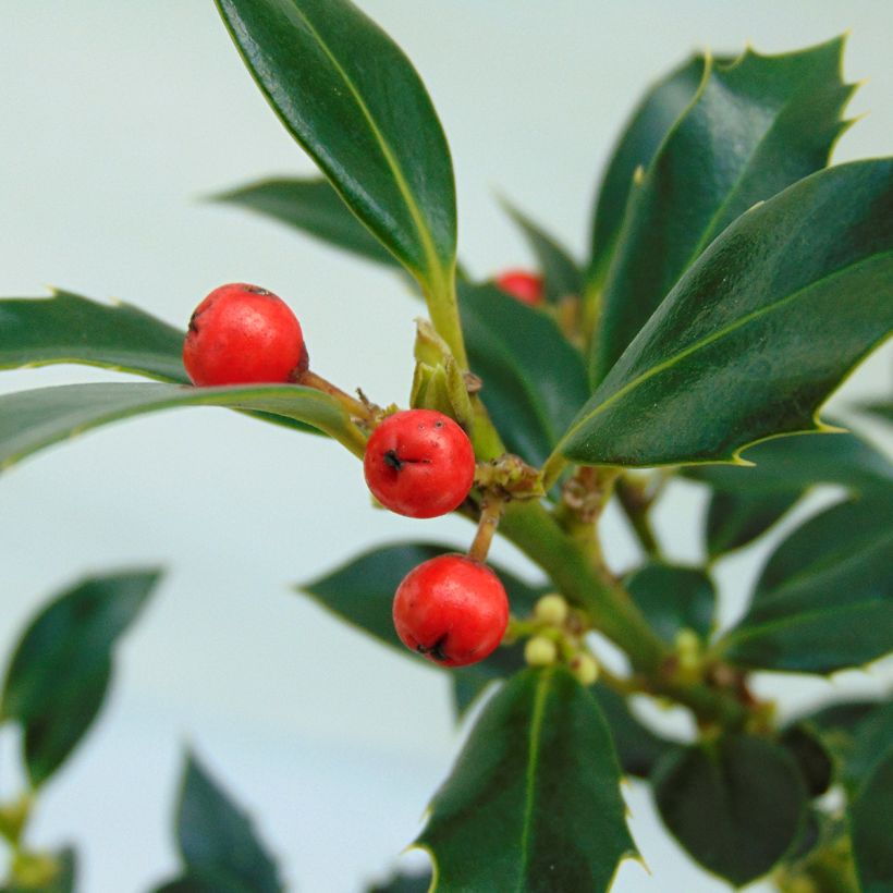 Houx commun - Ilex aquifolium Alaska (Récolte)