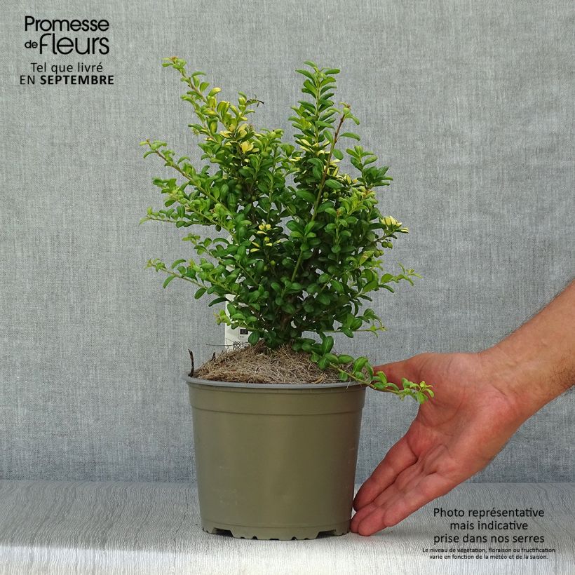 Spécimen de Houx crénelé - Ilex crenata Convexed Gold Pot de 2L/3L tel que livré en automne