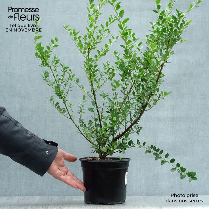 Spécimen de Houx crénelé - Ilex crenata Green Hedge 30/40cm en pot de 2L/3L tel que livré en automne