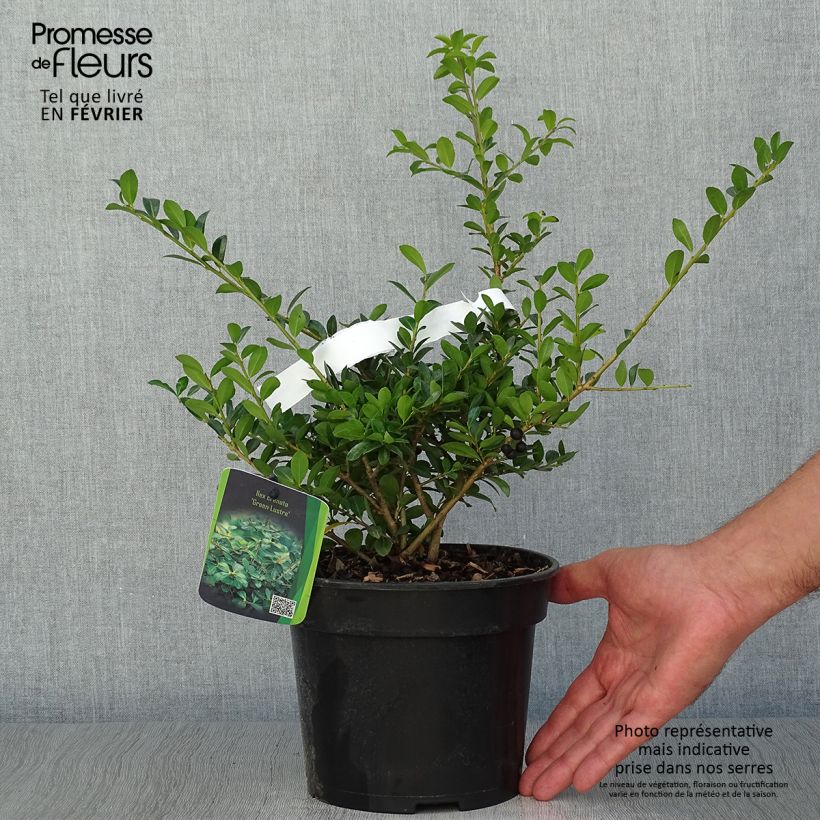 Spécimen de Houx crénelé - Ilex crenata Green Lustre tel que livré en automne