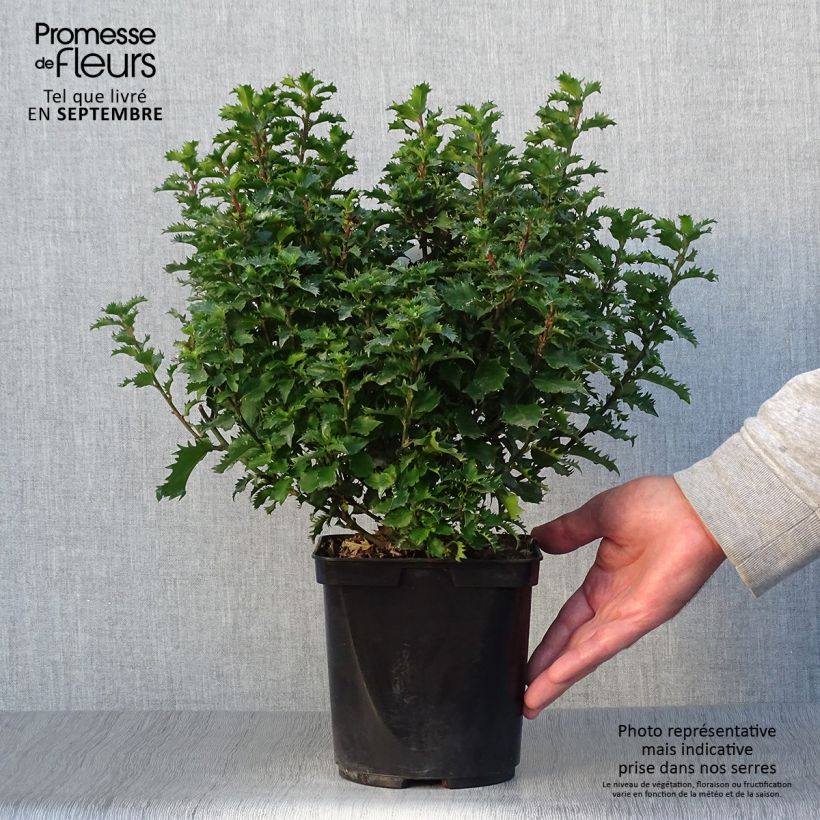 Spécimen de Houx nain - Ilex meserveae Little Rascal  Pot de 3L/4L tel que livré en automne