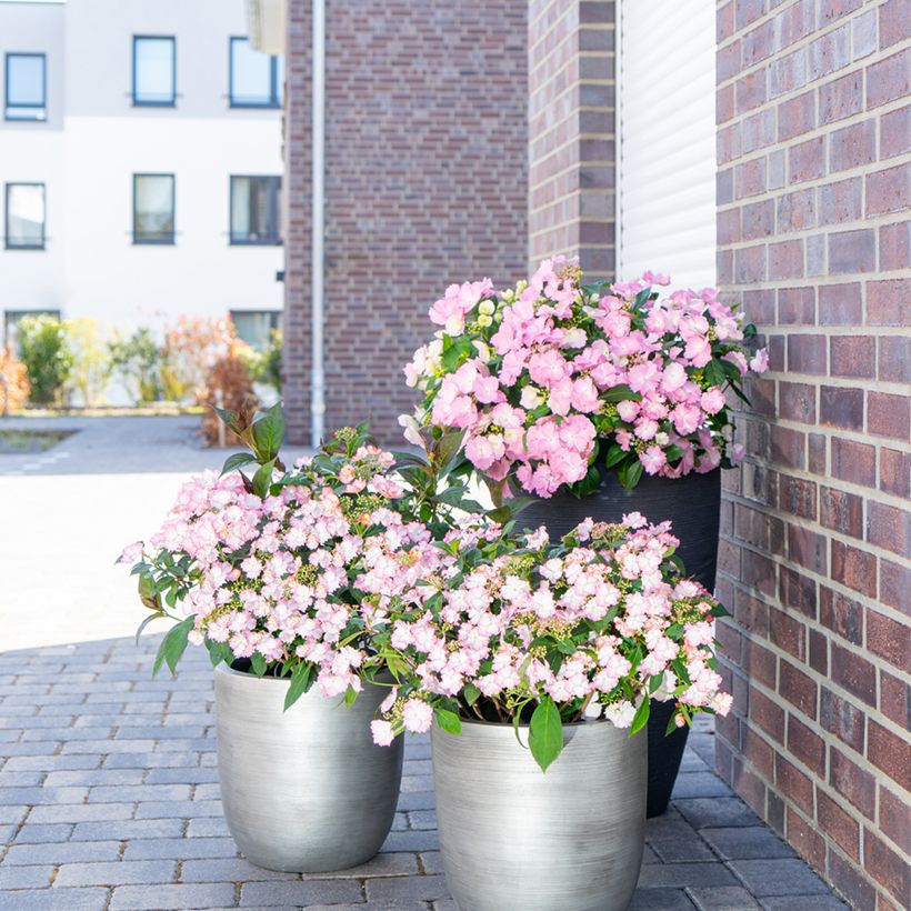 Hortensia - Hydrangea macrophylla Bloombuster rose (Port)