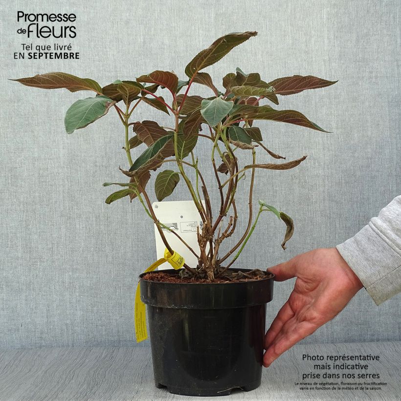 Spécimen de Hydrangea aspera Hot Chocolate - Hortensia brun  Pot de 3L/4L tel que livré en automne