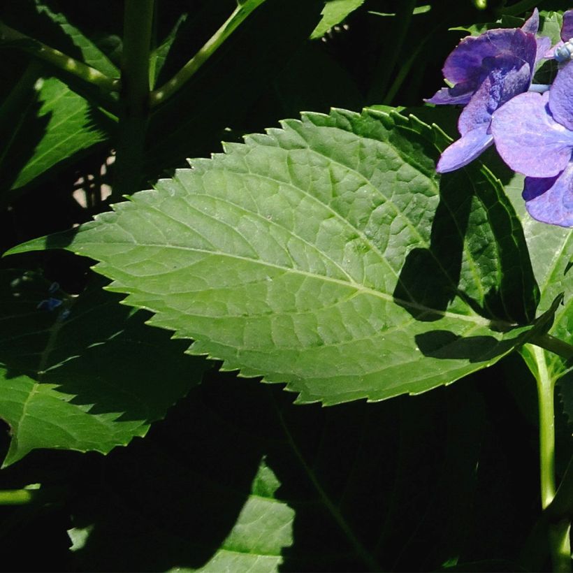 Hortensia - Hydrangea macrophylla Blue Sky (Feuillage)