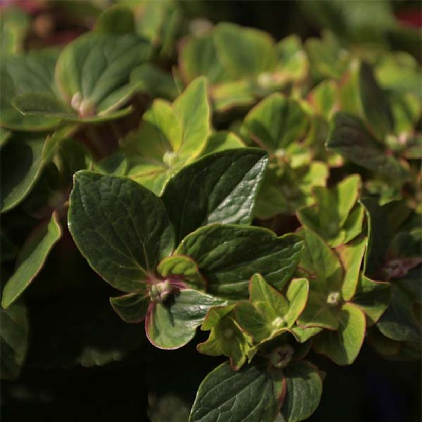 Hortensia - Hydrangea macrophylla Schloss Wackerbarth (Feuillage)