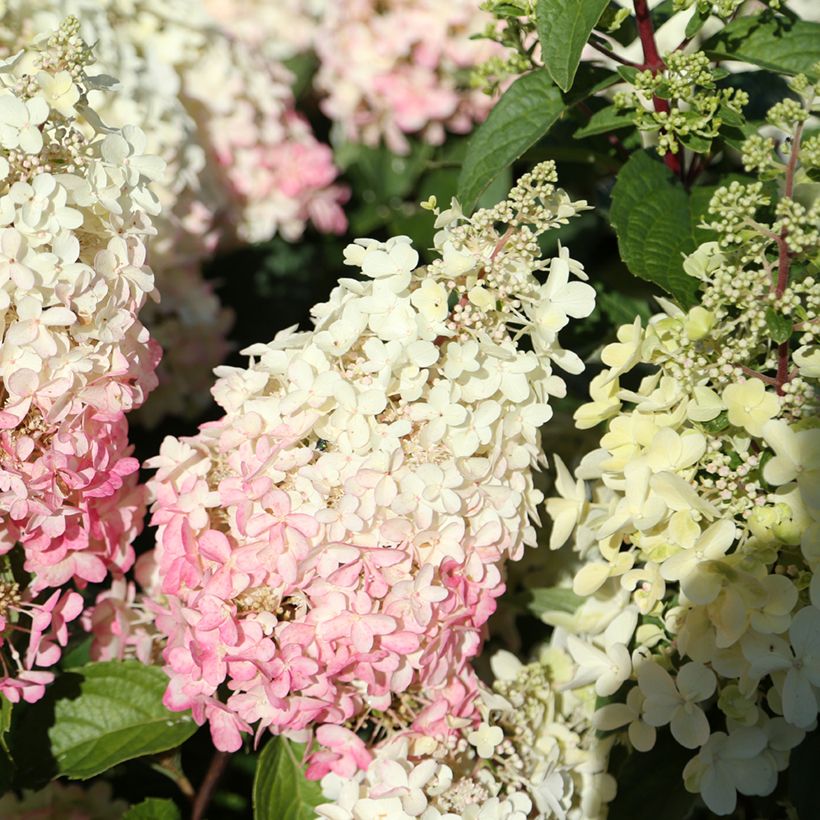 Hydrangea paniculata Candlelight - Hortensia paniculé (Floraison)