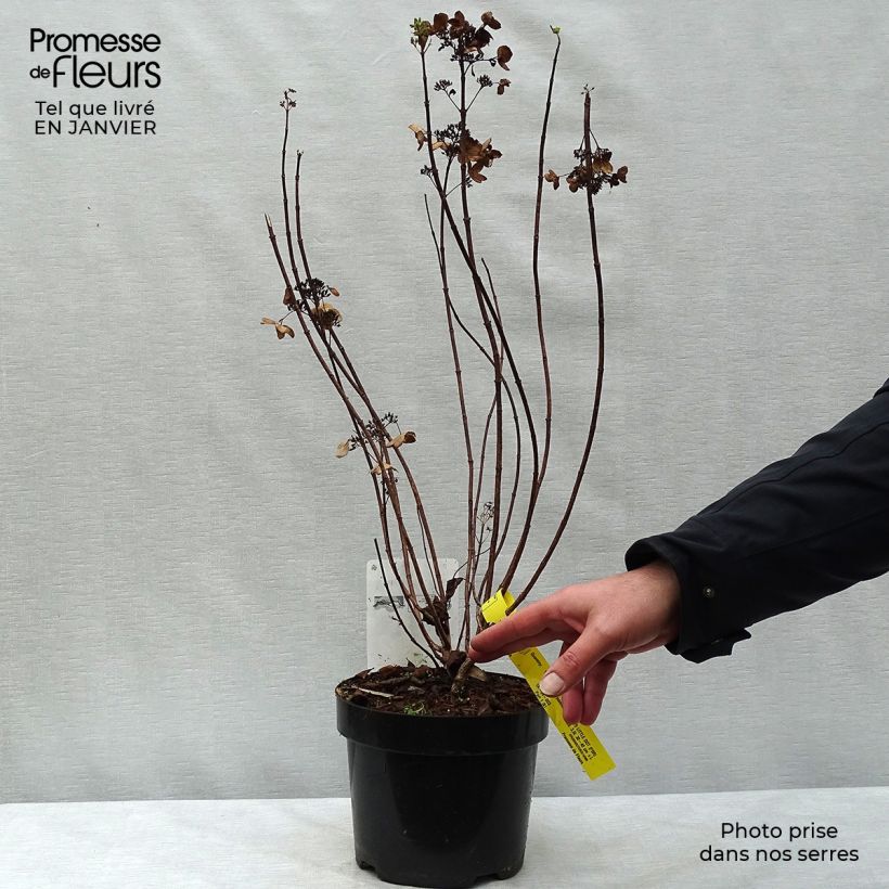 Spécimen de Hydrangea paniculata Dart's Little Dot Pot de 3L/4L tel que livré en hiver