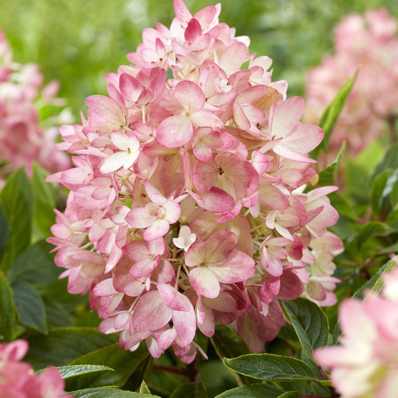 Hydrangea paniculata Groundbreaker - Hortensia paniculé nain (Floraison)