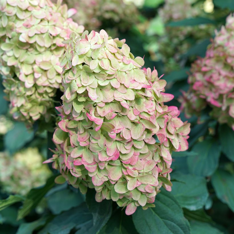 Hydrangea paniculata Limelight Prime- Hortensia paniculé (Floraison)