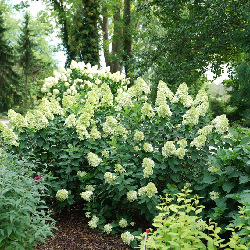 Hydrangea paniculata Limelight Prime- Hortensia paniculé (Port)