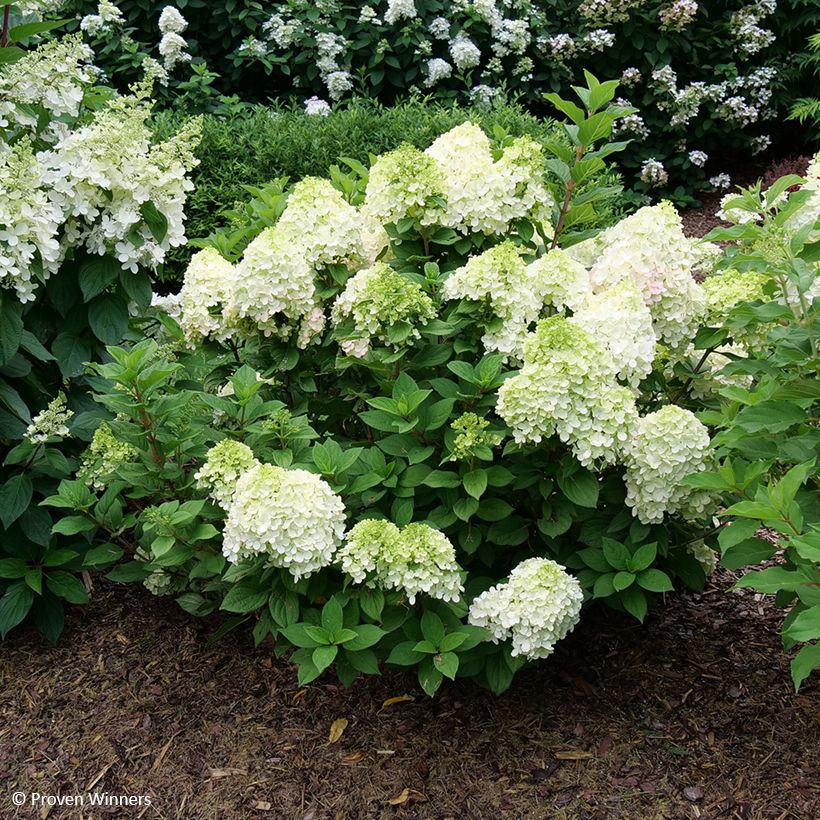 Hydrangea paniculata Little Lime Punch - Hortensia paniculé (Port)