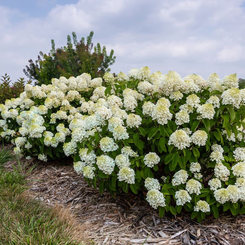 Hydrangea paniculata Little Hottie- Hortensia paniculé (Port)