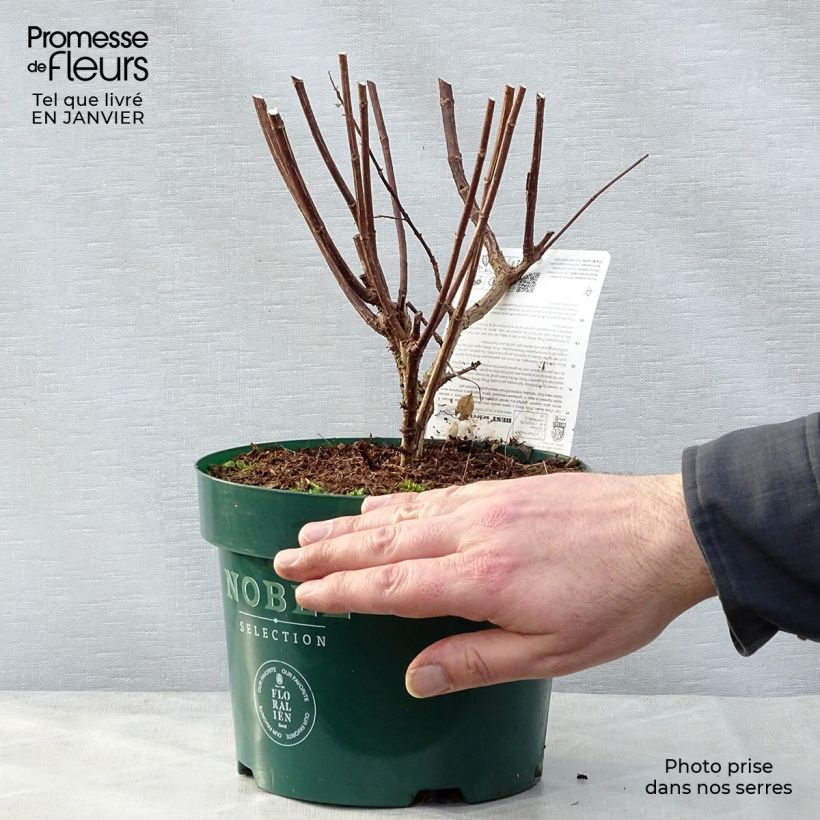 Spécimen de Hortensia - Hydrangea paniculata Pinky winky Pot de 3,5L. tel que livré en hiver