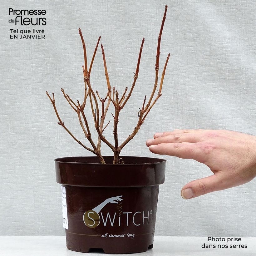 Spécimen de Hydrangea paniculata Polestar - Hortensia paniculé tel que livré en hiver