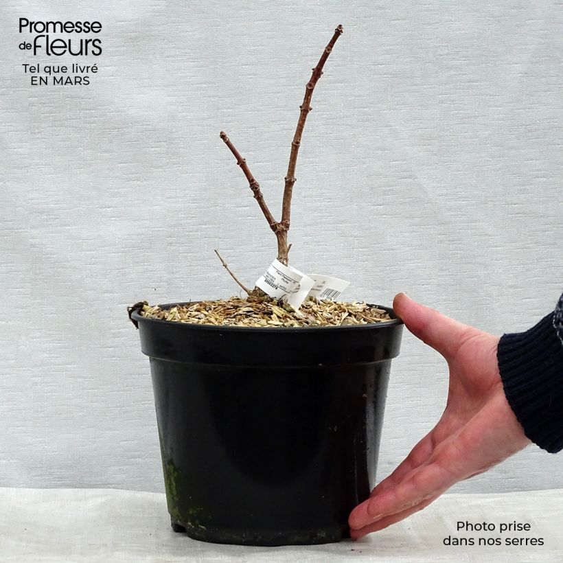 Spécimen de Hydrangea paniculata Polestar - Hortensia paniculé en pot de 3L tel que livré en hiver