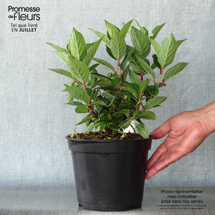 Spécimen de Hydrangea paniculata Polestar - Hortensia paniculé tel que livré en été