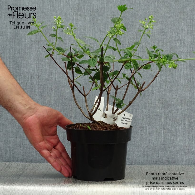 Spécimen de Hydrangea paniculata Sundae Fraise - Hortensia paniculé rose tel que livré en été