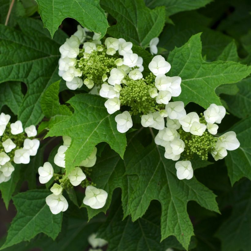 Hydrangea quercifolia - Hortensia à feuilles de chêne (Feuillage)